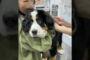 予防接種を受ける子犬。注射をされて驚いておめめがまん丸に！！【海外・動画】