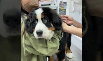 予防接種を受ける子犬。注射をされて驚いておめめがまん丸に!!【海外・動画】