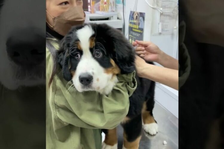 予防接種を受ける子犬。注射をされて驚いておめめがまん丸に！！【海外・動画】