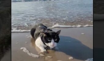 猫は波打ち際で海水浴を満喫中！海水が気持ちいのか、その場から動こうとしません！！【海外・動画】