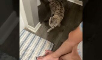 きょうだいを探しまわる猫。バスルームにはいないと外へ出ていきますが・・、意外な場所にこっそり身を潜めていました!