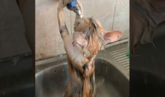 子猫のシャワータイム。あれ？？この子は、自分ひとりでシャワーを浴びてる！？！？【海外・動画】