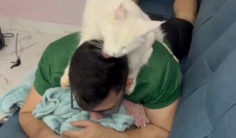 グルーミングしてあげるのが大好きな猫。他のネコだけでなく、スマホに夢中な飼い主さんの頭もペロペロします!!【海外・動画】