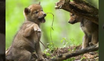 偶然発見したコヨーテの家族。そこには、カワイイ赤ちゃんたちがあくびをしたり無邪気に遊ぶ姿が！！【海外・動画】
