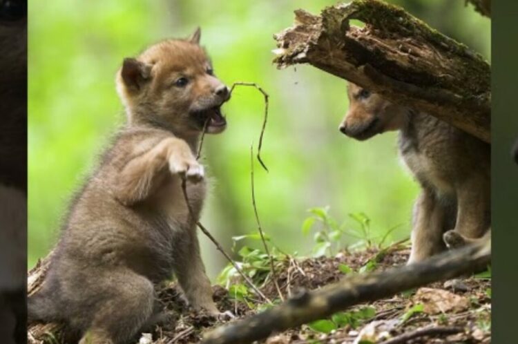 偶然発見したコヨーテの家族。そこには、カワイイ赤ちゃんたちがあくびをしたり無邪気に遊ぶ姿が！！【海外・動画】