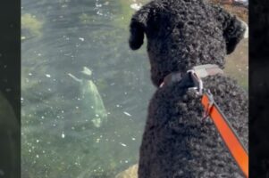海岸を愛犬と散歩していたらまさかの出会いが！水面から顔を覗かせて挨拶してくれたその動物とは！？【海外・動画】