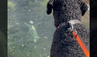 海岸を愛犬と散歩していたらまさかの出会いが!水面から顔を覗かせて挨拶してくれたその動物とは!?【海外・動画】