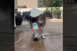 何度打ち上げても墜落する水を使ったロケットのオモチャ。その墜落原因は愛犬！？！？【アメリカ・動画】