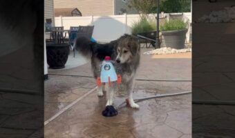 何度打ち上げても墜落する水を使ったロケットのオモチャ。その墜落原因は愛犬!?!?【アメリカ・動画】
