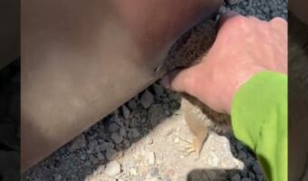 リスに絶体絶命のピンチ！穴にハマって抜けなくなったところに救世主が現れた！！【アメリカ・動画】