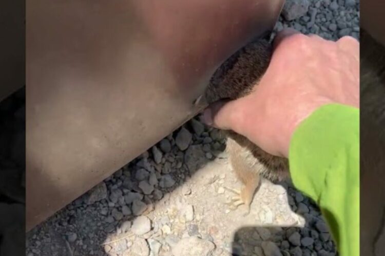 リスに絶体絶命のピンチ！穴にハマって抜けなくなったところに救世主が現れた！！【アメリカ・動画】