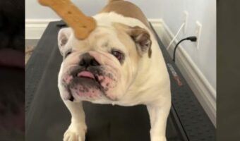 ウォーキングマシンでエクササイズに励むブルドッグ。目の前にぶら下がるおやつへの凄まじい執念を見せました!!【アメリカ・動画】
