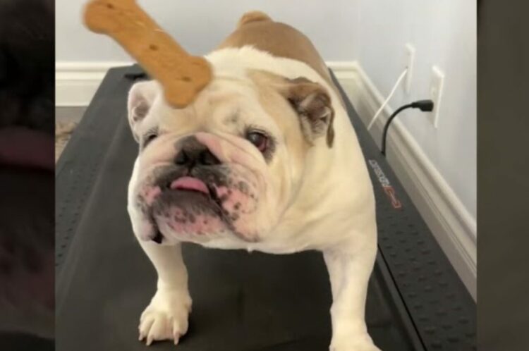 ウォーキングマシンでエクササイズに励むブルドッグ。目の前にぶら下がるおやつへの凄まじい執念を見せました！！【アメリカ・動画】