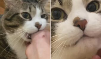 猫は飼い主さんの手をはむっとしたい?「ダメ!」と注意されるたびに反省したような顔を見せますが・・【海外・動画】