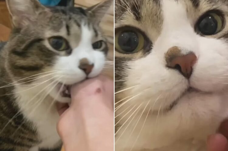 猫は飼い主さんの手をはむっとしたい？「ダメ！」と注意されるたびに反省したような顔を見せますが・・【海外・動画】