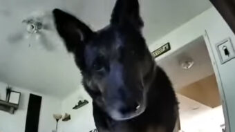 カメラの前で不思議そうに首を右に左に傾けるシェパード。すると次の瞬間、驚きの行動に！！