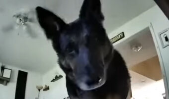 カメラの前で不思議そうに首を右に左に傾けるシェパード。すると次の瞬間、驚きの行動に！！