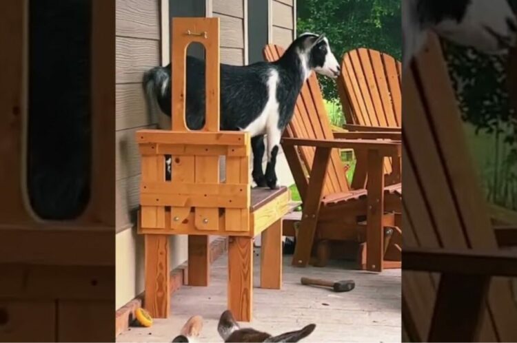 雨に濡れるのが苦手？玄関先のポーチで仲良く雨宿りするヤギたち、その光景が微笑ましい！【アメリカ・動画】