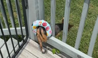 プールデッキから出ていこうとした犬。ところが溺れないように浮き輪が装着されていた為・・【アメリカ・動画】