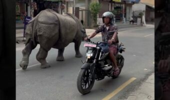 ネパールの平穏な街にサイがあらわれた!!マイペースに堂々と、ゆっくり足を進めています!!【海外・動画】