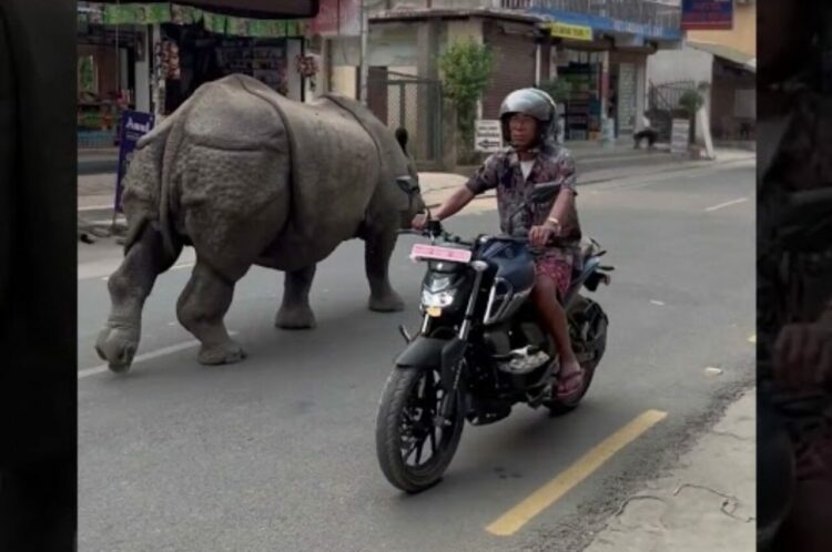 ネパールの平穏な街にサイがあらわれた！！マイペースに堂々と、ゆっくり足を進めています！！【海外・動画】