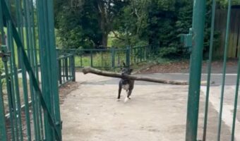 木の枝をくわえて全力疾走！元気なスタッフォードシャーブルテリアに衝撃のハプニングが！！【海外・動画】