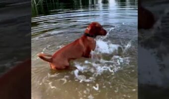 泳ぐ前のウォーミングアップに余念がない犬。前足でバシャバシャと水を掻いて体をしっかり準備!!【海外・動画】