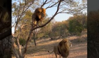 木に飛び乗ったライオン。さすがはネコ科の動物、スイスイとあっという間に登っていきます！！【海外・動画】