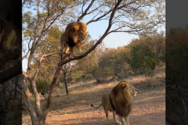 木に飛び乗ったライオン。さすがはネコ科の動物、スイスイとあっという間に登っていきます！！【海外・動画】