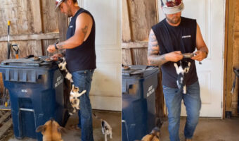 ごはんのおねだり?子猫たちがご飯の準備をするパパさんの体をぐいぐい登っていく!!【アメリカ・動画】
