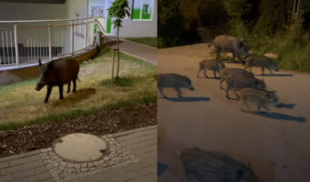 ポーランド屈指の都市ヴロツワフの夜の街中で目撃されたのはイノシシの家族!?かわいいウリ坊もたくさんいますが・・