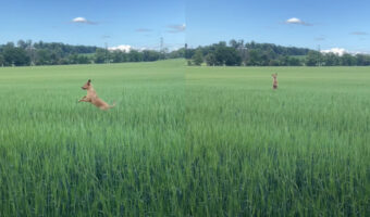 原っぱをカンガルーが跳ねて移動していると思ったら・・。その正体はお散歩中の犬でした！！