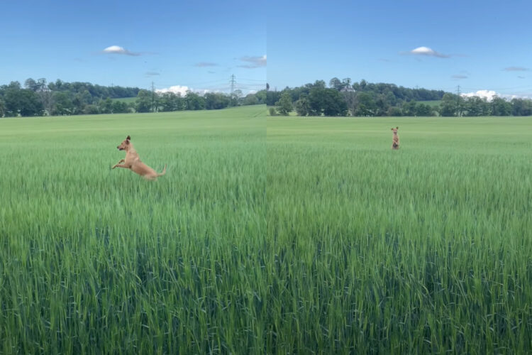 原っぱをカンガルーが跳ねて移動していると思ったら・・。その正体はお散歩中の犬でした！！