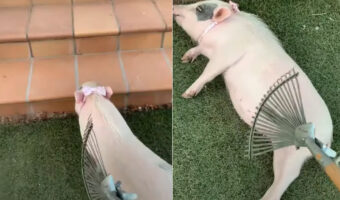 くすぐられたり撫でられるのが大好き？ブタのことをレーキでくすぐり始めた時のリアクションが愛らしい！！