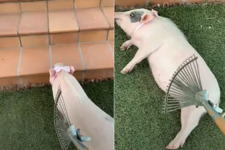 くすぐられたり撫でられるのが大好き？ブタのことをレーキでくすぐり始めた時のリアクションが愛らしい！！