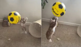 ボール遊びが大好きな子猫。リバウンドするボールに合わせてジャンプ！ジャンプ！！と遊び方が独特です【海外・動画】