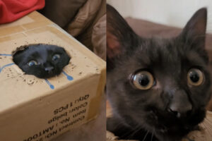 ダンボールに潜り込んだ猫。開けられた穴から頭を出すとダンボールにかじりつきます！！【海外・フランス】