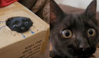 ダンボールに潜り込んだ猫。開けられた穴から頭を出すとダンボールにかじりつきます!!【海外・フランス】