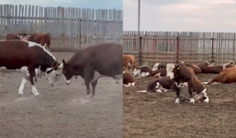 ギャップが激しい！みんなで食事をしたり横になる牛も・・、時には大きな体をぶつけ合う競い合いをすることが！！