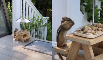 リスのための屋外レストラン!リスも美味しそうにピーナッツをもぐもぐしています!!