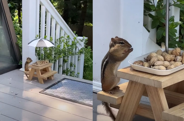 リスのための屋外レストラン！リスも美味しそうにピーナッツをもぐもぐしています！！