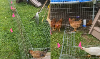 鶏舎から全力で走って出ていくニワトリたち。専用の通路のその先は・・めいっぱい動き回れる広場になっています!!【アメリカ・動画】