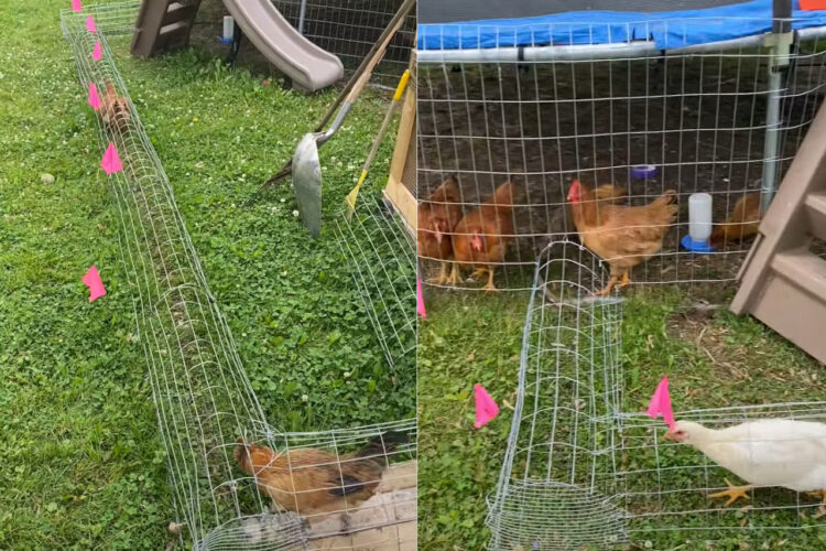 鶏舎から全力で走って出ていくニワトリたち。専用の通路のその先は・・めいっぱい動き回れる広場になっています！！【アメリカ・動画】