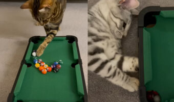 猫流のビリヤード？オモチャのビリヤードでめいっぱいボール遊びをする猫たち【海外・動画】