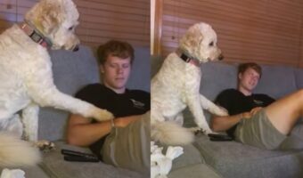 まるでコント！飼い主にどうしてもかまってほしいワンコの行動がかわいすぎた！最後のオチは必見