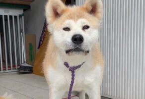誰に似てるでしょう？あの大物俳優にそっくりな秋田犬が話題に！「爆笑しちゃいました。これは最高に似ています」「特に口元がそっくり」