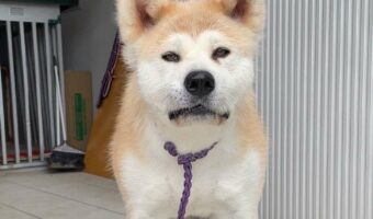 誰に似てるでしょう?あの大物俳優にそっくりな秋田犬が話題に!「爆笑しちゃいました。これは最高に似ています」「特に口元がそっくり」