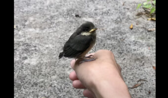 手の上にとまっているヒナドリ。それにもビックリですが、さらに驚きの光景が目撃されました!!