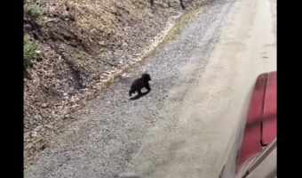 ママが近くにいるのかな?クマの赤ちゃんは道沿いの木から降りると、道路を横断して森の中へと消えていきました!【海外・動画】