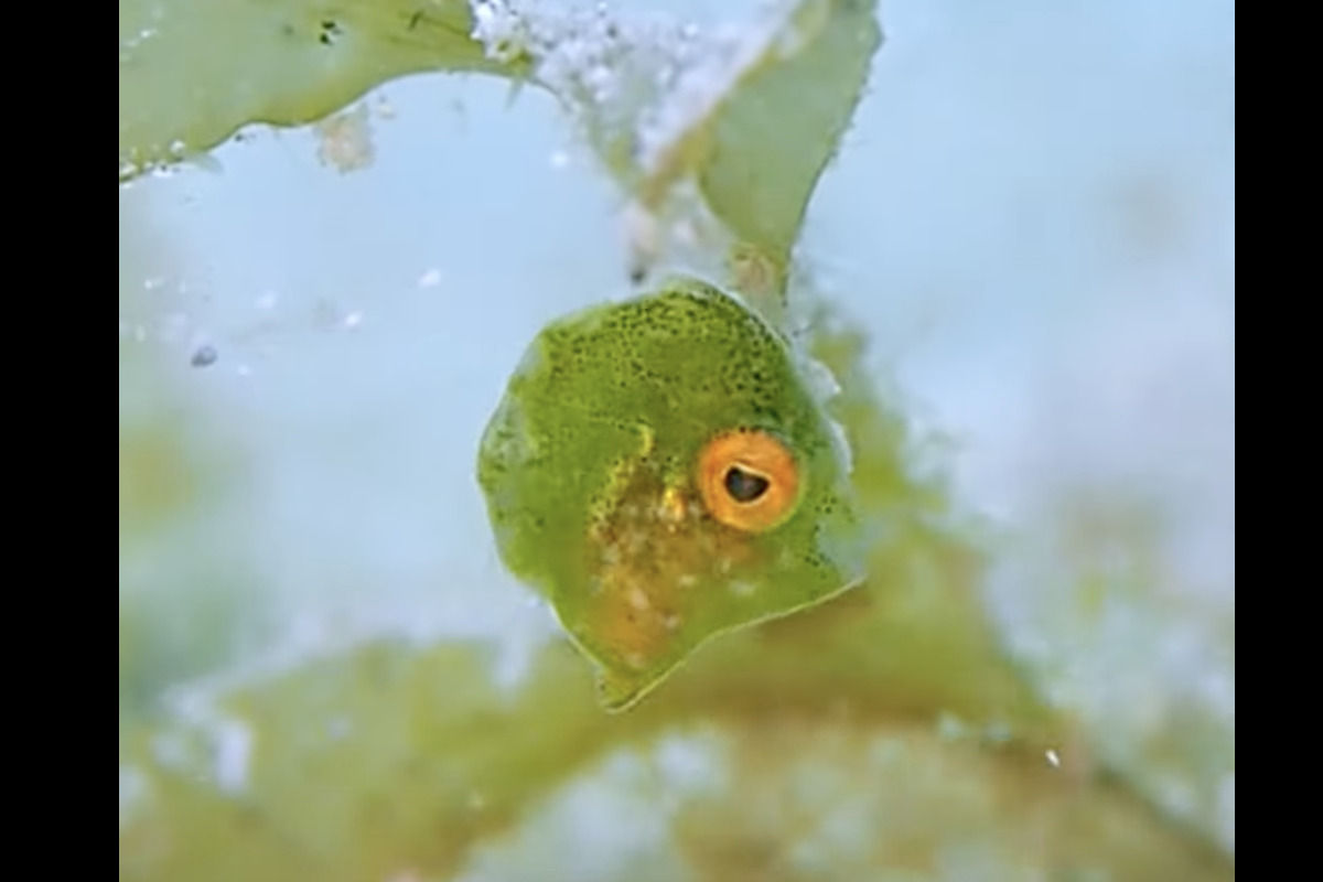プカプカ浮く海藻のカケラ・・、いいえ違います!小さな小さな魚の赤ちゃんです!!【国内・動画】